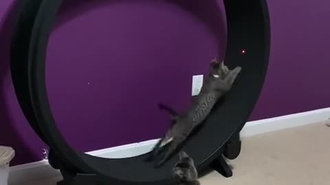 smart kittens