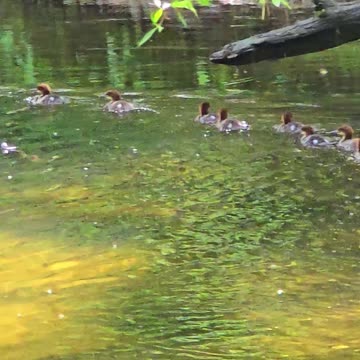 Goosander chicks and the mother / little goosanders at the river.