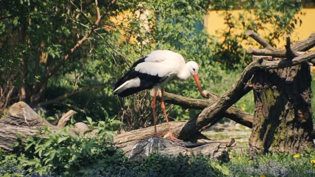 Heron Grey Heron Egret Great