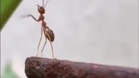 Cold-hearted ants leave a friend behind.