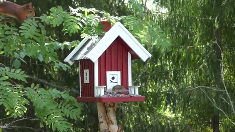 Squirrel Wild Animals Foraging