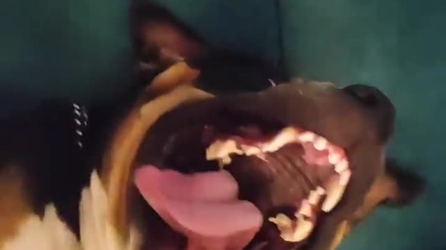 Crazy dog having Fun