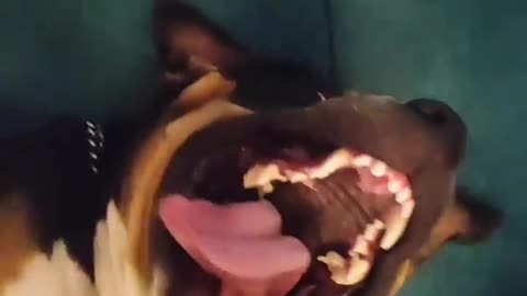 Crazy dog having Fun