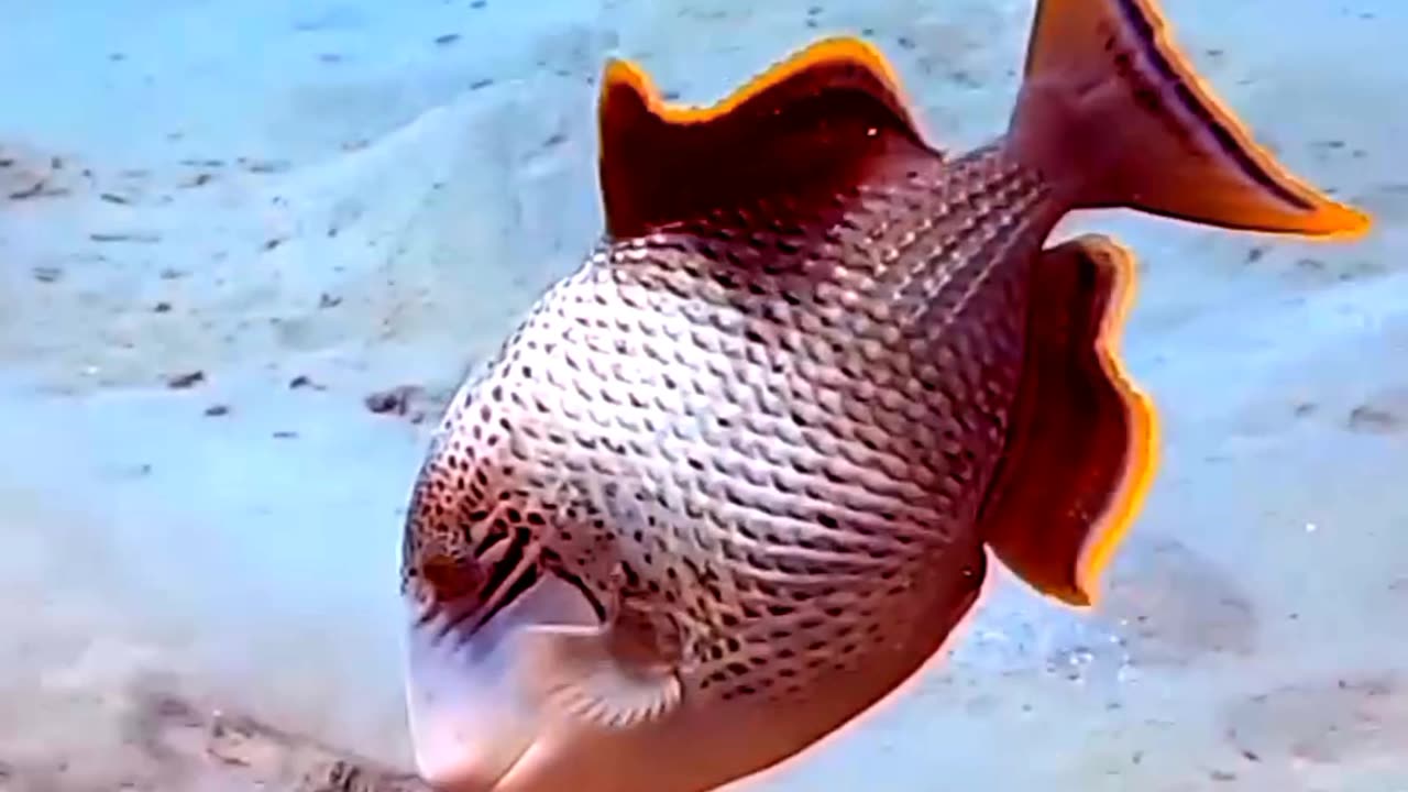 Satisfying Big Beautiful Fish ASMR That Makes You Calm Original Satisfying Videos PART - 81