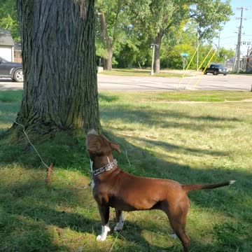 Dog mezmerized by wind blowing leaves
