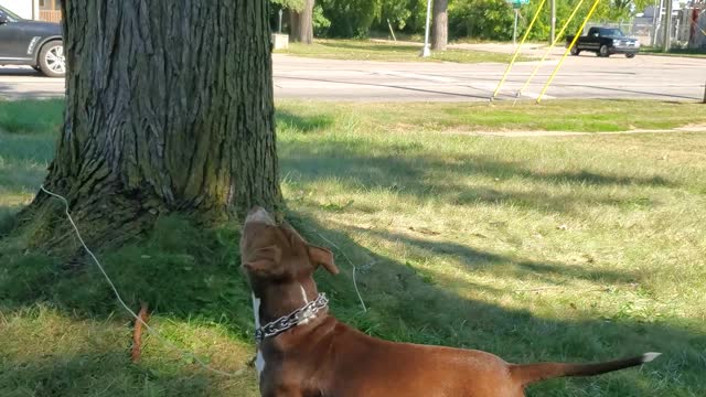 Dog mezmerized by wind blowing leaves