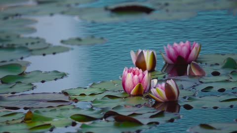 Water Lilies Lotus Pond Water Plants