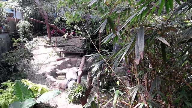 A panda eating bamboo leaves in zoo