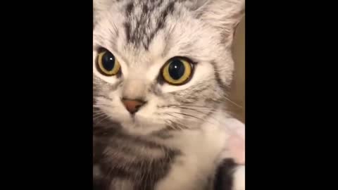 Funny cat with grim facial expression