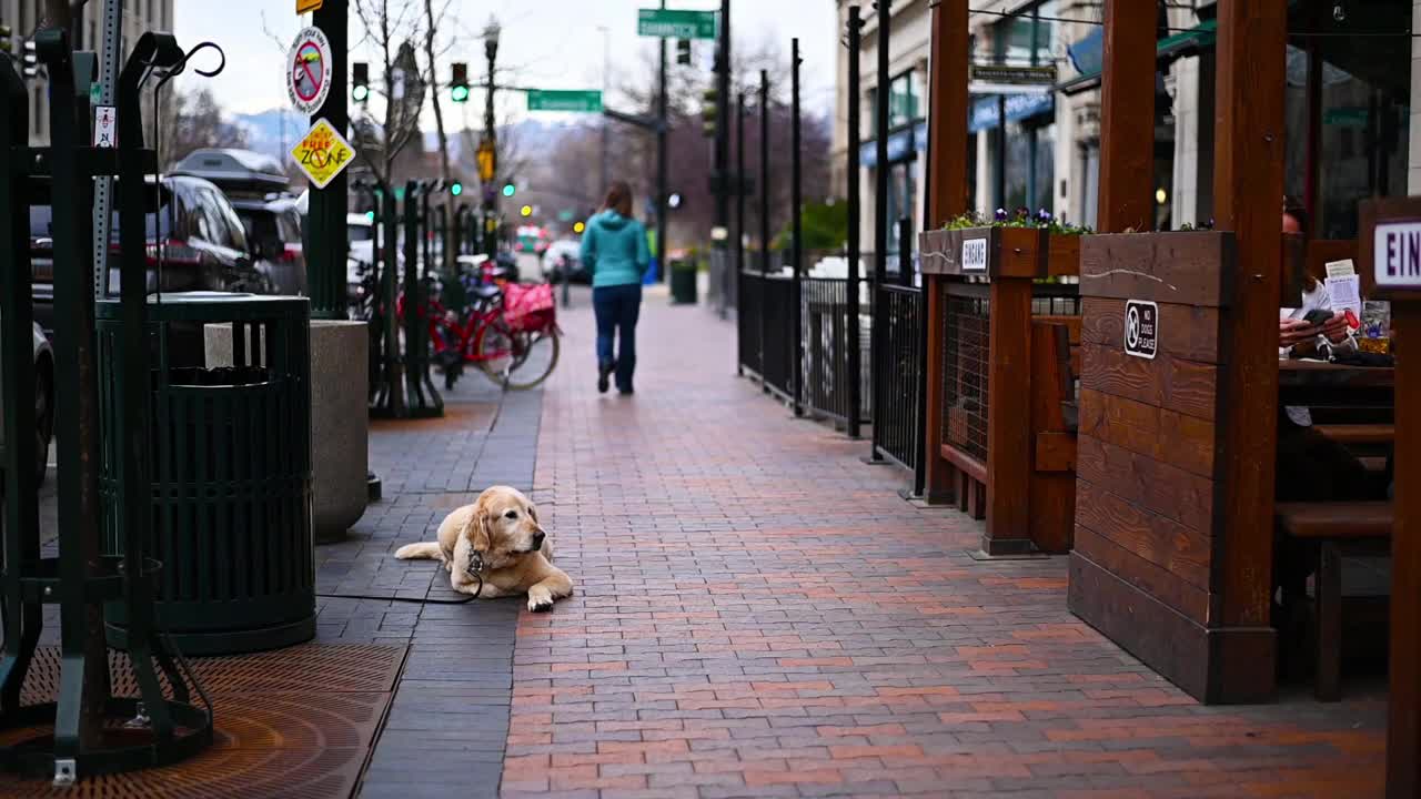 Funny Dogs Enjoying