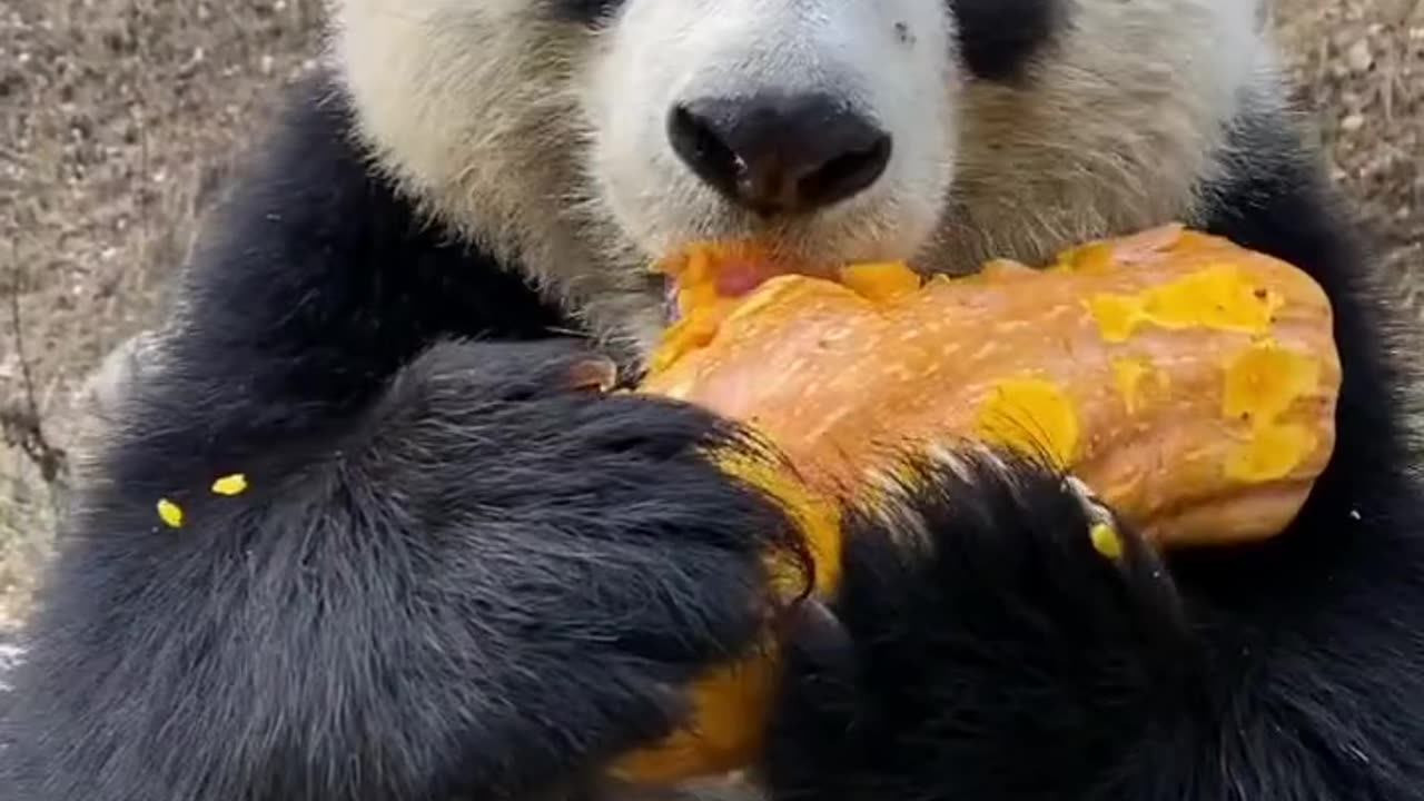 PANDA🐼