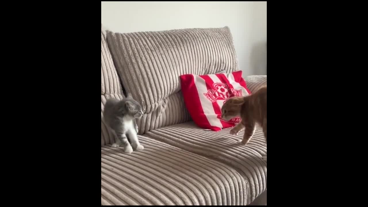 CATS IN CUTE AND FUNNY MOMENTS #3