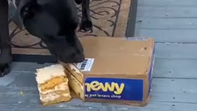 My Dog Takeaway my Chewt Box