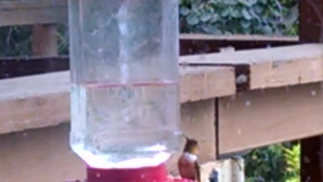 Hummingbird Feeder Activity