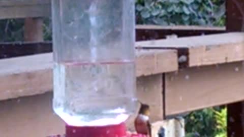 Hummingbird Feeder Activity