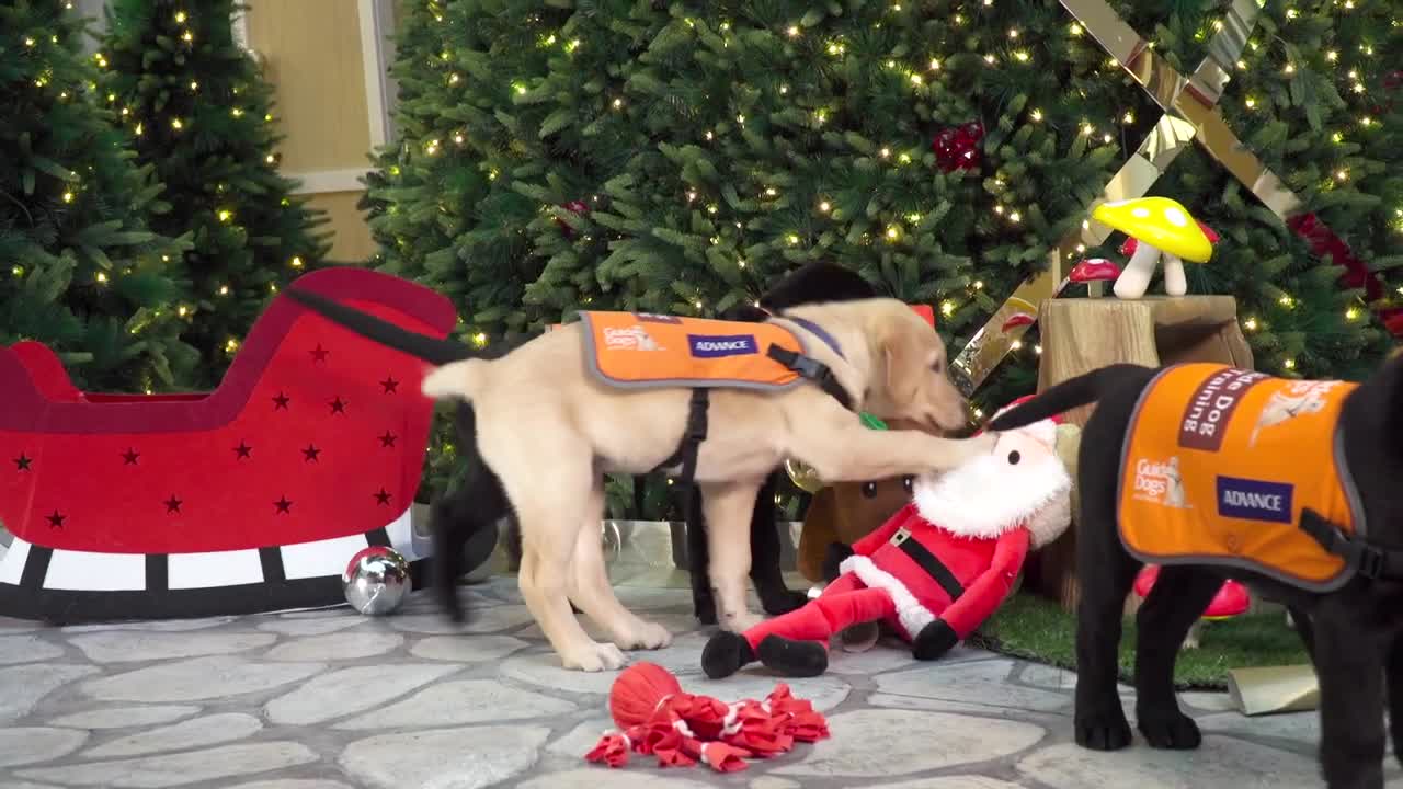 Guide Dogs Victoria Christmas 2018 Video - Puppy Clip 170 views