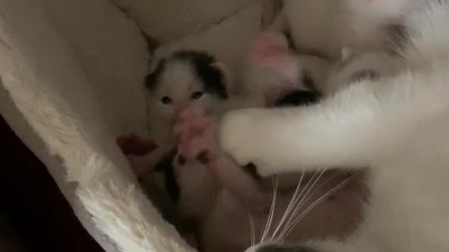 Kittens fighting