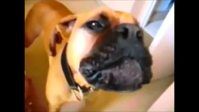 FUNNY Dog thinks he is a SIRENE - Funniest animals / dogs 2021