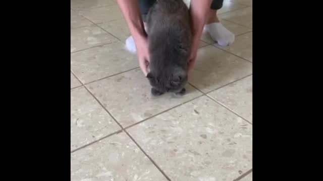 Cat + Tape is so funny