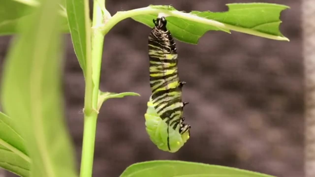 Amazing Monarch Caterpillar Changes to a Chrysalis - Insects Time lapse Video