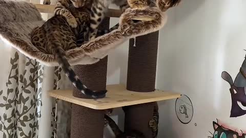 Cats belong to the feline family.