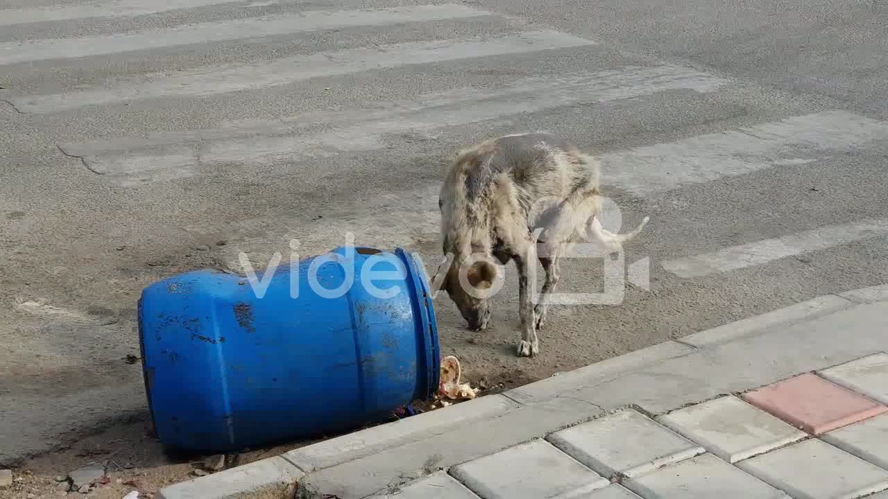 A sick stray dog eating from garbage can on road A sick stray dog eating from garbage can on road