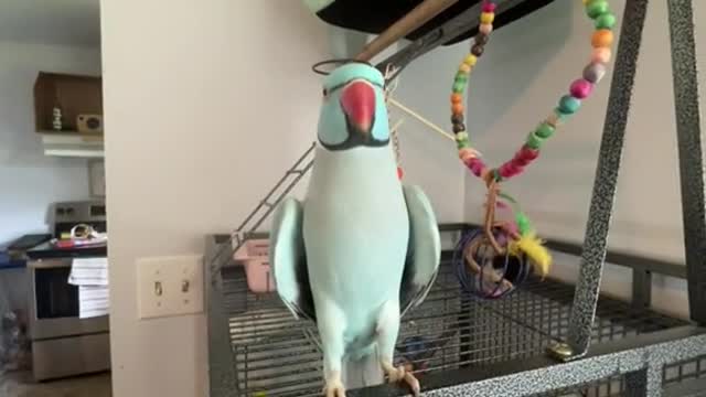 Funny Bird #Rumble#shorts