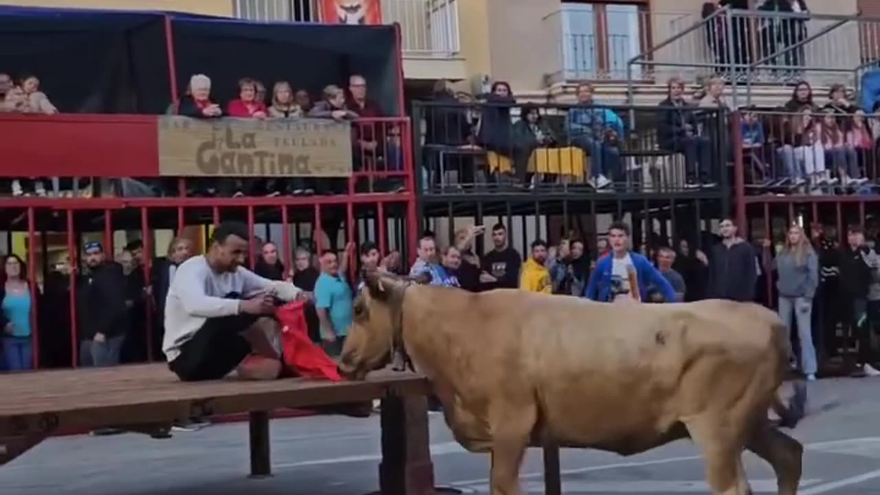 -- SE QUEDA TAN TRANQUILO ENFRENTE DE UNA ENORME VACA DE CORRO‼️Teulads (Alicante)