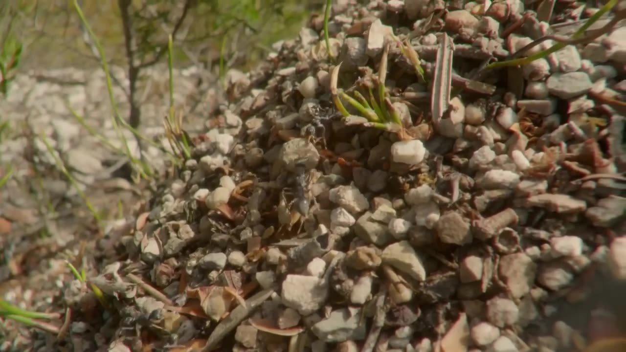 David Attenborough's | Tasmania | Weird and Wonderful