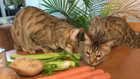 Cats playing with celery (CUTE!)