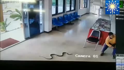 Watch the most dangerous 7 animals in the world if you see them, run away immediately