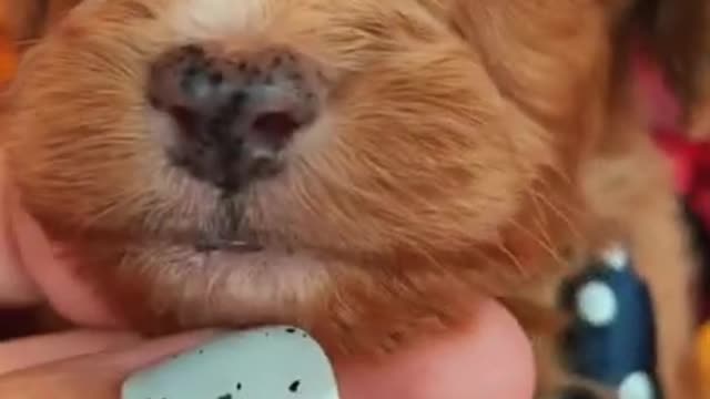 Cute puppy🥰