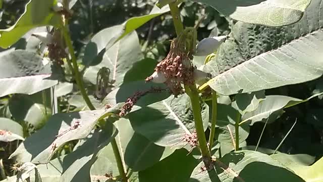 Milkweed