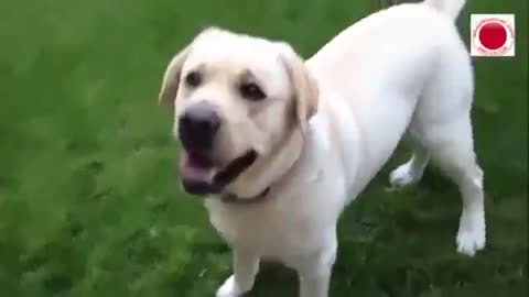 Angry dog barking sound, Funny dog barking.