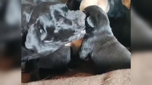 Cute baby dog