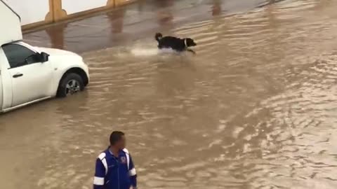 Dog Makes the Most out of Flooded Street