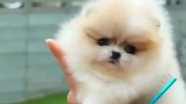 Cute_and_Funny_Pomeranian_Videos_