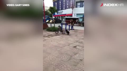 Majmun ukrao bicikl bez obzira na to što ga pas ganja te sjeo i provozao ga