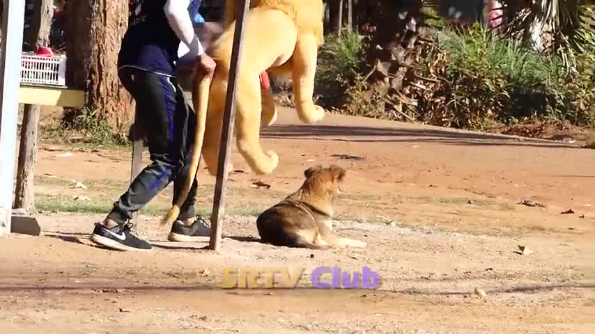 Best dog prank you can't stop laughing 😂😂