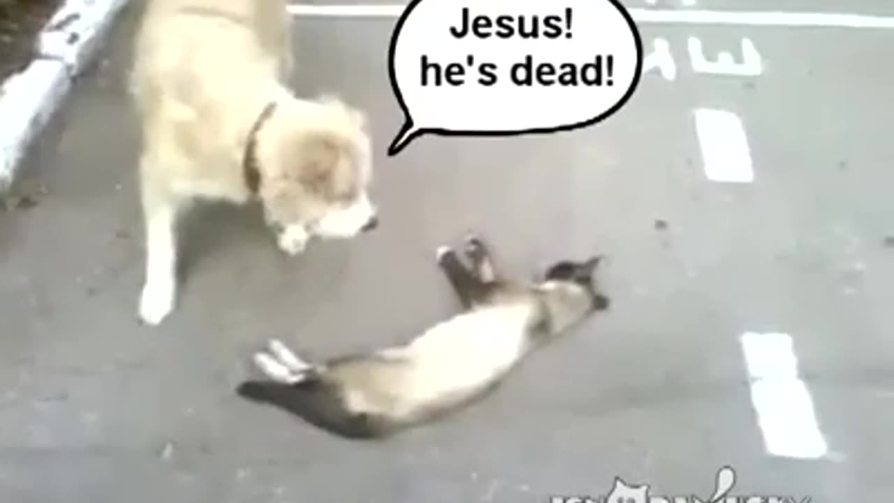 Play dead