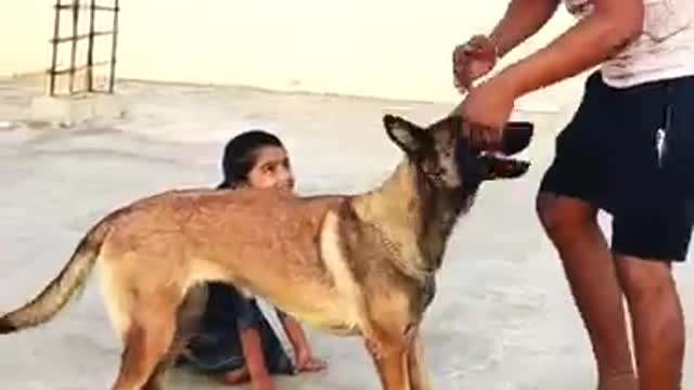 #Lucky_The_Belgian_Malinois-fun_video-#Malinois_#funny_dogs_#playdogs_#support_#