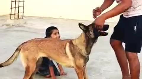 #Lucky_The_Belgian_Malinois-fun_video-#Malinois_#funny_dogs_#playdogs_#support_#