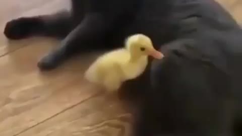 Cat hate the chick so she kick her, really hilarious