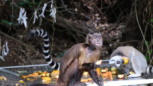 You will be amazed at how these two monkeys eat, hidden in tree branches