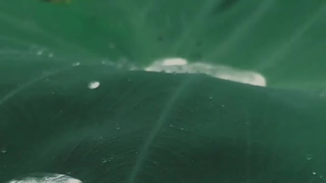 A raindrop on a beautiful green leaf💦💦