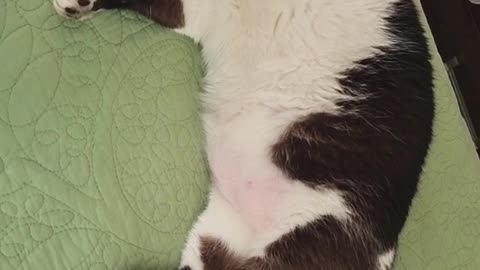 Cute sleeping beautiful cat