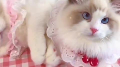 Aww cute cat videos funny ❤️