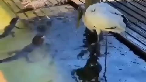 This is a beautiful and charming water-dwelling species