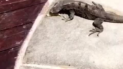 Girl throws a french fry to lizard