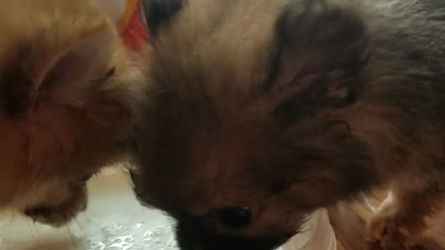 Baby Dog Drinking cow milk | Feeding milk Cute Puppy